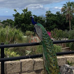 Free ranging peacock and general view