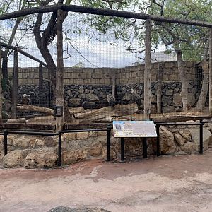 Griffon Vulture Aviary