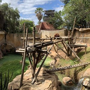 Hybrid Orangutan and Muller's Gibbon enclosure