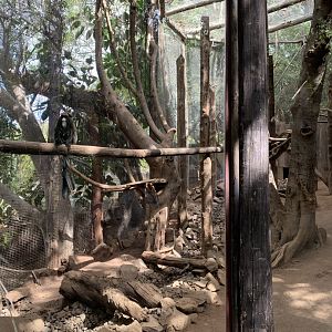 De Brazza's enclosure