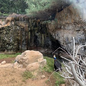 Southern Cassowary in former lion exhibit