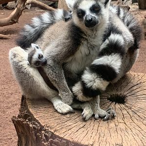 ring tailed lemur and baby - mixed species walk through
