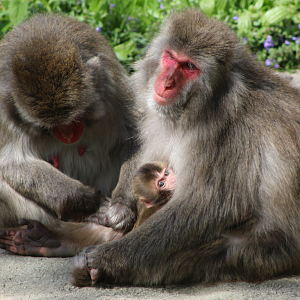 Japanese Macaques w/ Infant
