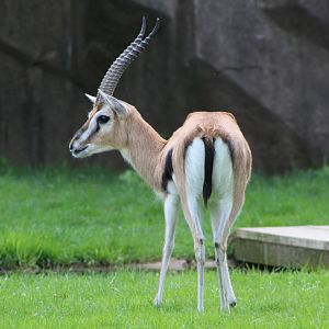 Thompson's Gazelle