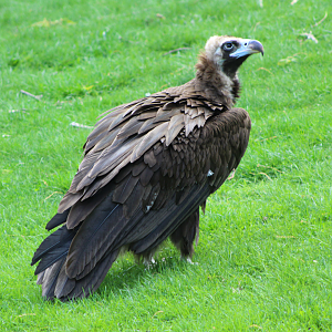 Cinereous Vulture