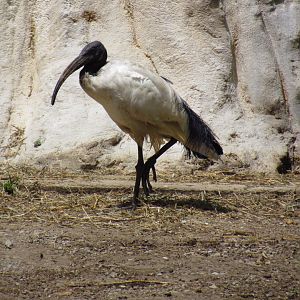 African Sacred Ibis