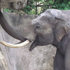 Asian Elephant