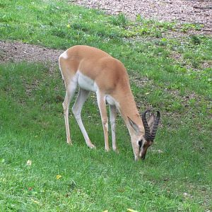 Soemmerring’s Gazelle