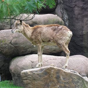 Transcaspian Urial