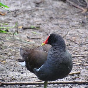 Common Gallinule