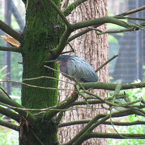 Green Heron