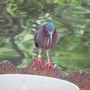 Green Heron