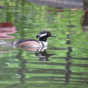 Hooded Merganser