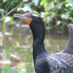 Double-crested Cormorant