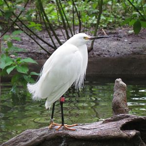 Snowy Egret