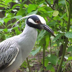 Yellow-crowned Night Heron