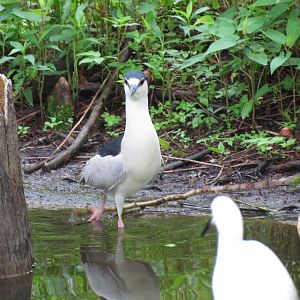 Black-crowned Night Heron