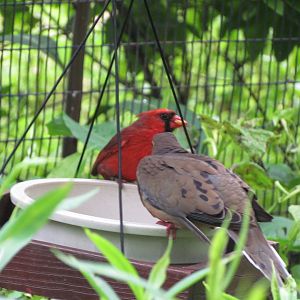 Northern Cardinal and Mourning Dove