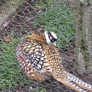 Reeves’s Pheasant