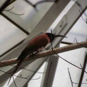 Northern Carmine Bee-eater