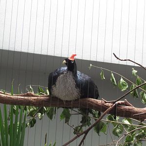 Horned Guan