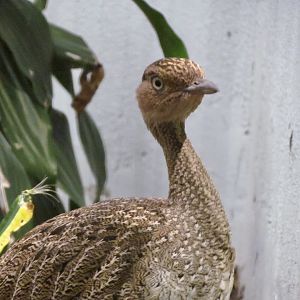 Buff-crested Bustard