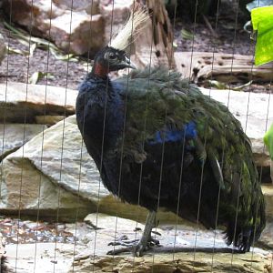 Congo Peafowl