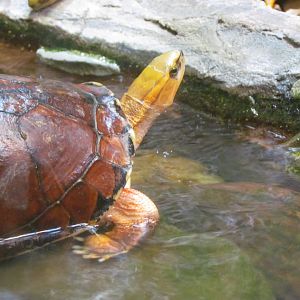 McCord’s Box Turtle