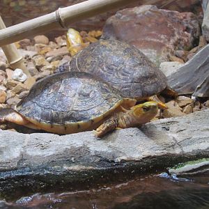 McCord’s Box Turtles