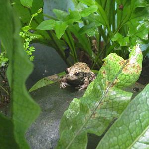 Andean Marsupial Frog