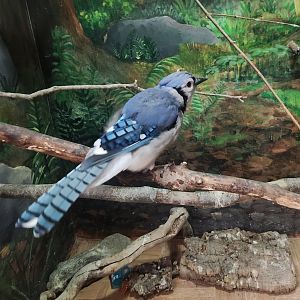 Teatown Lake Reservation - Blue Jay