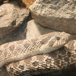 Teatown Lake Reservation - Heterodon nasicus