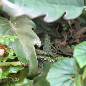 Rio Pescado Stubfoot Toad