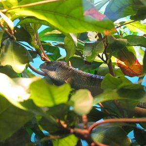 Mexican Alligator Lizard