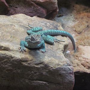 Collared Lizard
