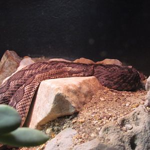 Eastern Long-nosed Viper