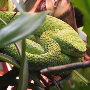 Rowley’s Palm Pitviper