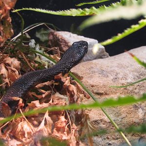 Nikolsky’s Meadow Viper
