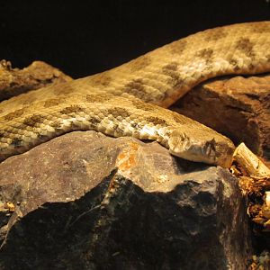 Caucasus Blunt-nosed Viper
