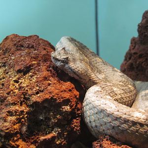 Black-tailed Horned Pitviper