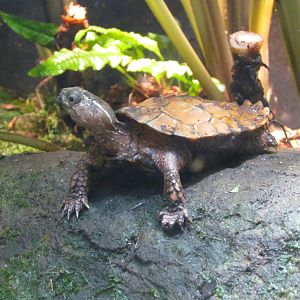 Black-breasted Leaf Turtle