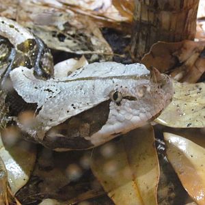 West African Gaboon Viper