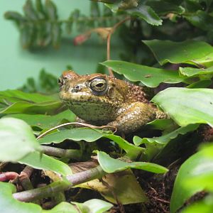 European Green Toad