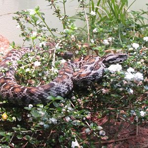 Ocellate Mountain Viper