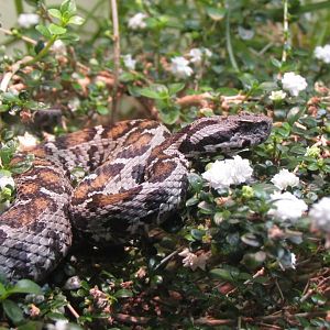 Ocellate Mountain Viper