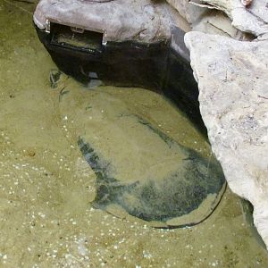 Asian Narrow-headed Softshell