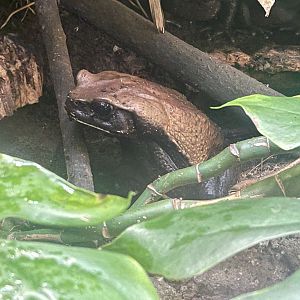 Colombian Giant Toad