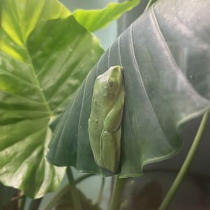 Spurrell’s Leaf Frog