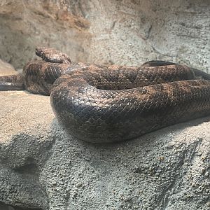 Puerto Rican Boa