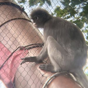 Spectacled Langur